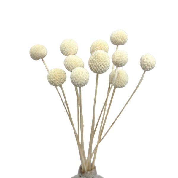 Gebleekte, gedroogde Craspedia (Billy Buttons) - 12 witte stengels voor decoratie.