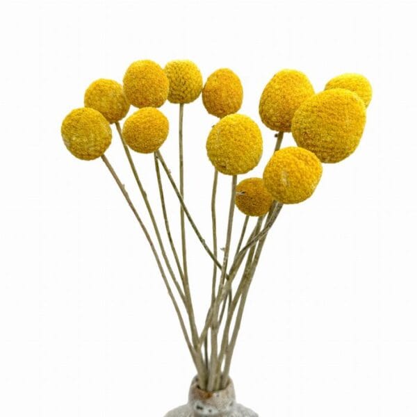Gedroogde Craspedia Billy Buttons: close-up van 12 natuurlijke stengels.