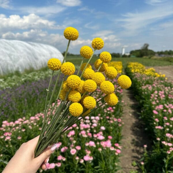 Twaalf gedroogde Craspedia stengels (Billy Buttons) voor een natuurlijk interieur.