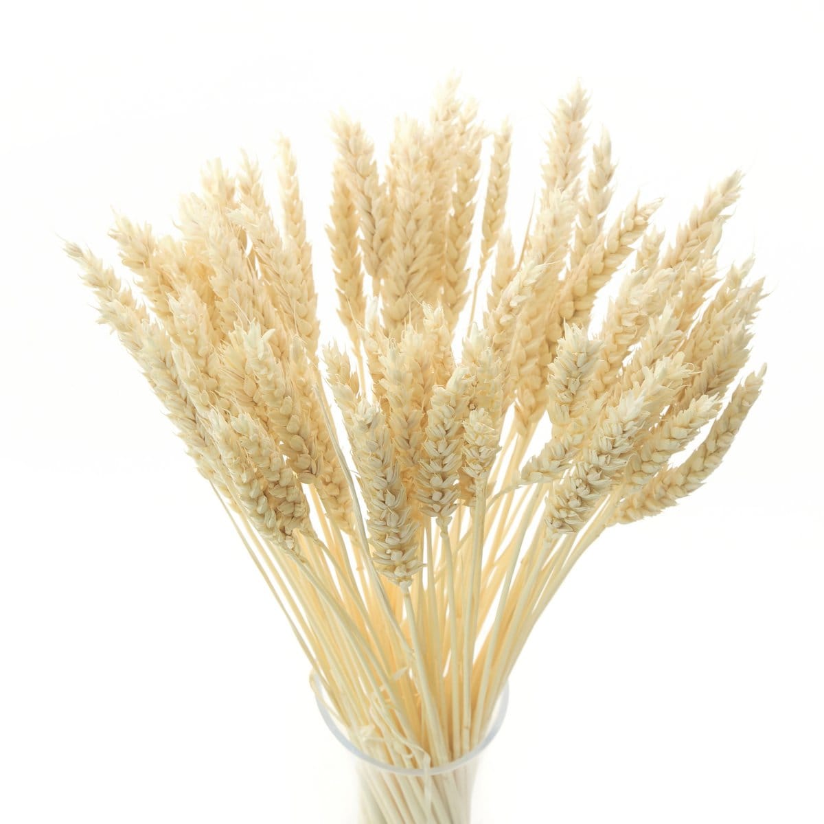 Gebleekte gedroogde tarwe, ongeveer 50 stengels. Natuurlijke decoratie voor een landelijke sfeer.