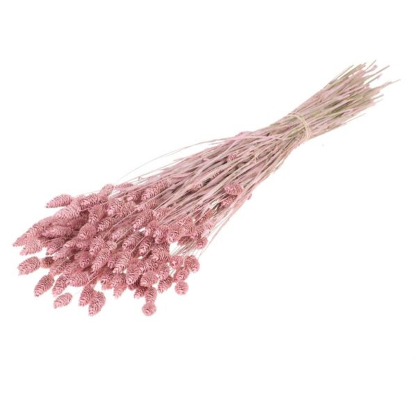 Gedroogde Phalaris roze gekalkt, circa 150 gram, 60-70 cm.